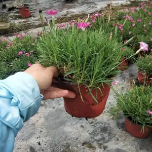 重庆欧石竹双色杯苗价格 欧石竹的批发基地 欧石竹高度