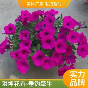 ��ǣţ ���ع��� ����Ʒ�� ���ܻ������� ������������ ��ɫǣţ��