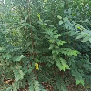 陕西汉中二乔苗木榆树苗基地批发上车价格,4公分榆树苗厂家批发,榆树小苗产地报价