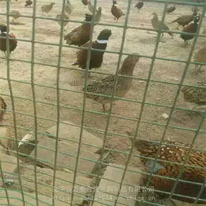 ��̩������ Χǽ�� Χǽ��˿��