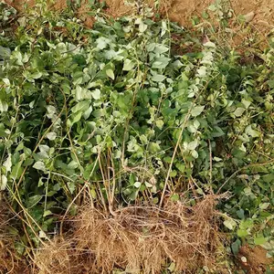 0.8公分连翘苗联系方式 1年2年3年药用连翘苗种植基地各种规格齐全