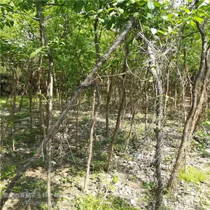 ���գ�����������Ʒ������