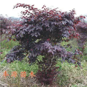 �컨��ľ���ľС�����ľ���Թ����̻���ľ���綬�����̻�������