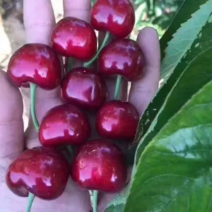 3公分美早樱桃苗 美早樱桃苗批发 3公分美早樱桃苗 美早樱桃苗价格 三年美早樱桃苗 美早樱桃苗一亩种