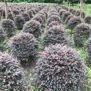 红继木球,红继木球价格,成都红继木球批发,四川红继木球基地