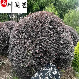 ���۾�Ʒ���ľ�� 80-200���ֺ��ľ��۸� �������� ͥԺ����С�������̻�