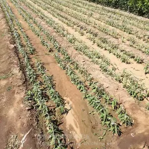 ��԰�ճ������´��е��������4�š�����19��������С��