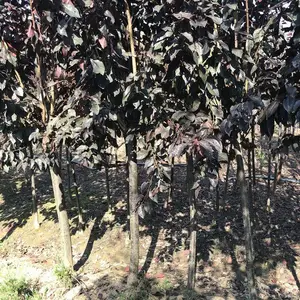 ��ܰ���ۣ��߸˴�ҶŮ�����磩�Ͼ����� �����е��̻�����Ӧ��������ֲ
