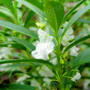 福建厦门花草种子公司-批发零售-花海种子(中国凤仙景观花海品种种子)