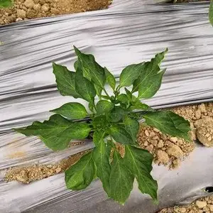 ���˪ù����ô***-ɽ���л�������