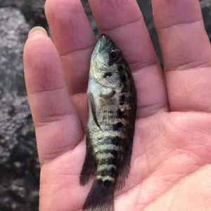 ������Ʒ�֡���ˮʯ���������� ��������ʯ���������� ��ֳ��ֱ������