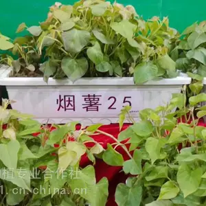 红薯苗基地 红薯苗研究 红薯苗种植