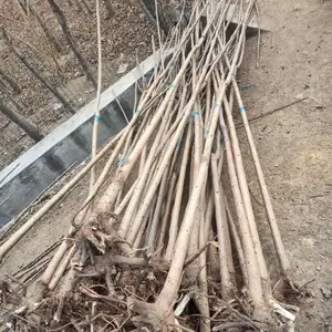 �����㴻����Ķ�� ������ľ��Ӧ��ժ��1����2�����㴻��