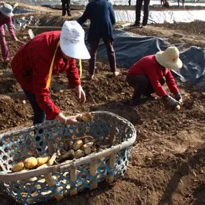 ���������˳���ֳĤ,ʩ�����ɱ���