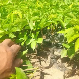 ��Ҷ�ؽ�������ֲ���� ��Ҷ�ؽ� 2021��ֲ��
