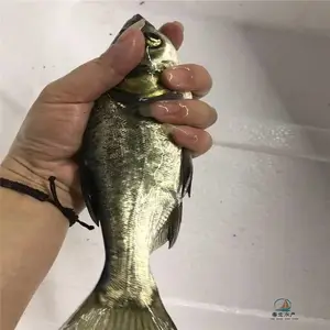 �ش�����ͷ���� ��ֳ������������ ѭ��ˮ�����Ǵ�ͷ��