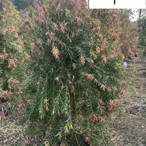 ���ع�Ӧ��ǧ���� ��Ҷ��ľ�� ͥԺ����԰�ֹ�����ľ ���κ�ǧ��۸�