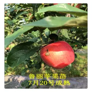 ����ƻ������۸� ��ƻ������ 3��ƻ�����綨�˶��֧