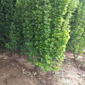 ���ֹ�񱱺������� 2�ױ�����3�� 4�� 5�ױ���������