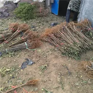 ����1�����޻������� 2�����޻����� ɽ���޻���һ��