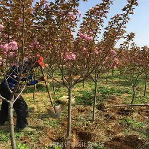 锦瑞苗木日本樱花 行道风景树 4公分~12公分晚樱 多种规格