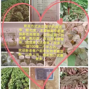 优质 脱毒 红薯苗基地 红薯苗批发 红薯苗价格 大田剪苗
