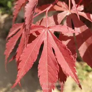 �ձ�������� �ձ����С��۸� 2����3����4����