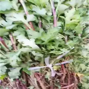 ��̩��ҩ�� ����ջ���۸� �����߲��ջ�������