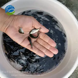�㶫��ֳ �п����������� ��������ˮ���� ��������