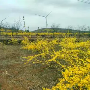义隆连翘树苗价格 50-80公分连翘树苗基地批发 高产大果连翘苗