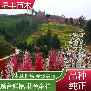 春丰苗木 基地供应 山桃40元装车 规格齐全 品种***