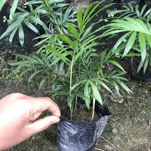 ����������ֲɢβ������-���ڿ������Ի���-��β������Ҭ��