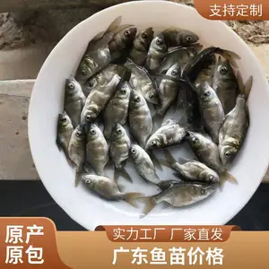 鲲腾鱼苗批发价格 缩骨大头鱼苗怎么卖 胡子鲶