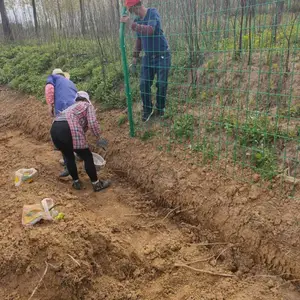 六安凯知川焊接双边丝浸塑护栏网圈地养殖铁丝围网