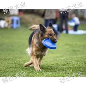 西山区宠物培训基地 贴心服务 昆明顿巴犬业供应
