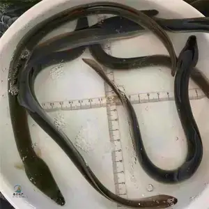 ����������Ӧ�Թ� �����ۺ������� �ձ����������