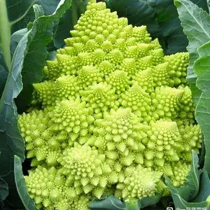 宝塔花菜种子白金，花球优美，小花球宝塔形
