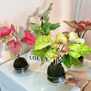 ������ֲ-��̨С��-̦����΢������������ֱ��***������һ�ֻ�Դ������ֱ�����۸������ƣ�