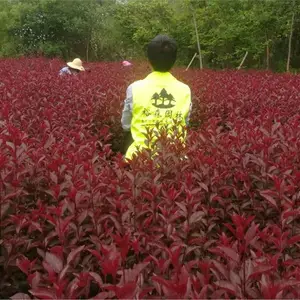 ��Ҷ��ӣ������ �̻���ľ��ֲ�������� ��Ҷ��ӣ�̻���ľ����