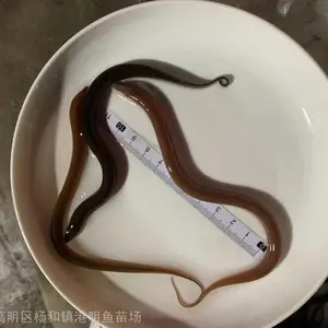 �������ʲô����-����ź����� ����ˮ��������Ӧ������ Ѫ������