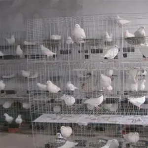 瀚捷处理库存鸽笼二手鸽笼可带配件可定做