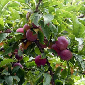 四川脆红李种植基地