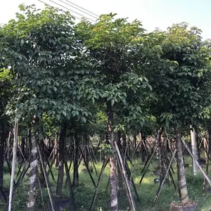 云南昆明秋枫树供应商出售米径5到30公分秋枫树苗