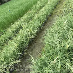 成都花叶芦竹基地 成都花叶芦竹杯苗图片 成都花叶芦竹杯苗供应