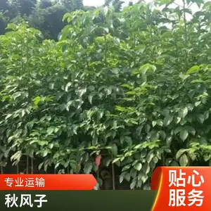 �������� ���С�� ������԰�����Է羰�� ԰�ֲ�Ҷ������ľ