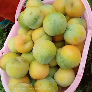���з���������-��Ӧ���������羭����