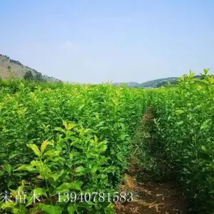 ����***����������_С������ɿ�������_�����ߺ�������***��