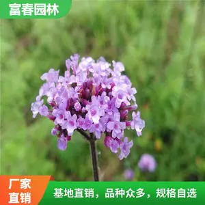 ��Ҷ���޲�Ӫ���� ��ɫ����С�绨�����۽����޸�����