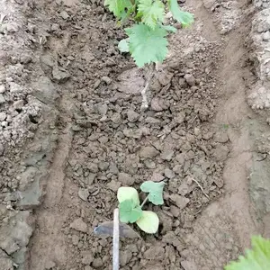 ���۴�ӣ���� ��������ֲ С����� ����ͥԺ����