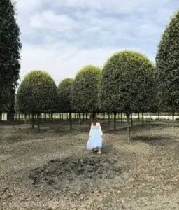 供应高杆桂花 7公分价格 11公分价格 桂花16公分价格